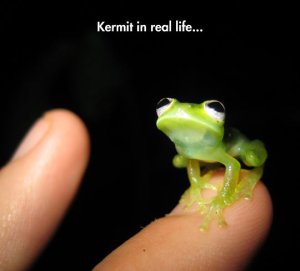 funny-frog-finger-little-Kermit