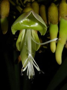 mucuna-holtonii1