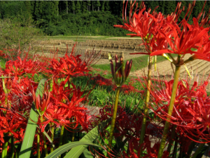 Screen Shot 2014-10-31 at 7.24.19 PM