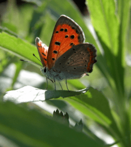 Screen Shot 2014-10-31 at 7.31.08 PM