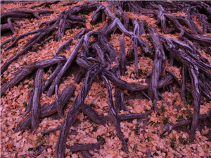 Screen Shot 2014-10-31 at 7.33.55 PM