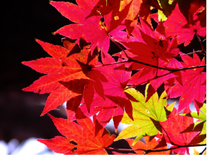 Screen Shot 2014-10-31 at 7.35.20 PM