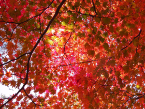 Screen Shot 2014-10-31 at 7.35.44 PM