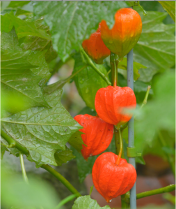 Screen Shot 2014-10-31 at 7.37.47 PM