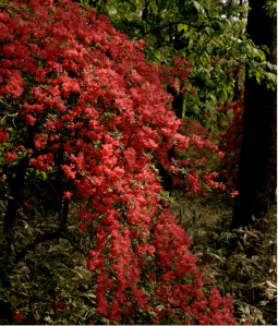 Screen Shot 2014-10-31 at 7.52.55 PM