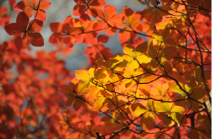 Screen Shot 2014-10-31 at 7.53.39 PM