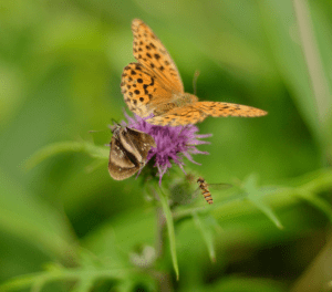 Screen Shot 2014-10-31 at 7.56.43 PM