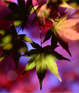 Screen Shot 2014-10-31 at 7.57.01 PM