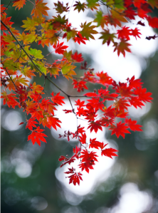 Screen Shot 2014-11-03 at 9.44.25 AM