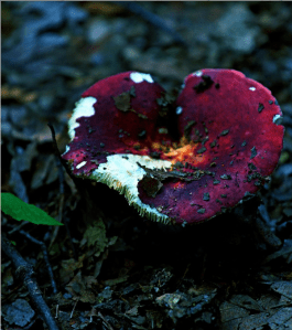 Screen Shot 2014-11-06 at 10.19.04 PM