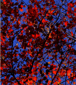 Screen Shot 2014-11-06 at 9.13.27 PM