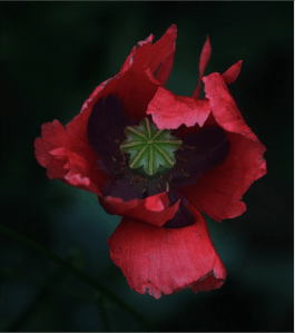 Screen Shot 2014-11-06 at 9.26.04 PM