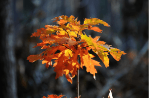 Screen Shot 2014-11-08 at 12.56.45 AM