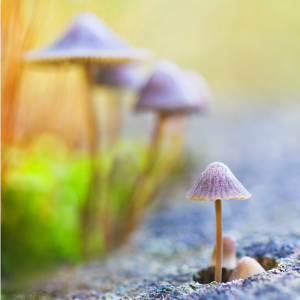 Screen Shot 2014-11-09 at 7.31.45 PM