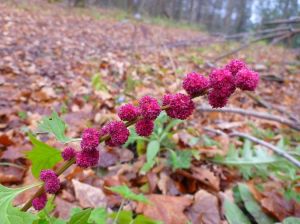 6a0105371bb32c970b01bb07bfca61970d-750wi