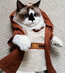 cute-cat-Jedi-costume-Star-Wars-robes