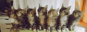 funny-gif-cat-heads-moving