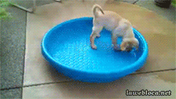 funny-gif-dog-playing-falling