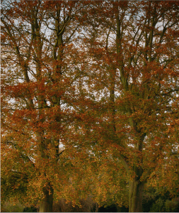 Screen Shot 2014-12-10 at 12.52.03 PM