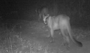 Screen Shot 2014-12-18 at 2.30.42 AM