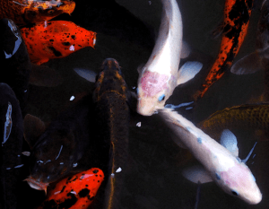 Screen Shot 2014-12-26 at 10.21.03 PM