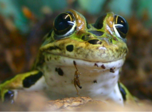 Screen Shot 2014-12-26 at 10.43.56 PM