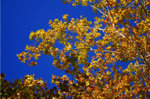 Screen Shot 2014-12-26 at 10.44.56 PM