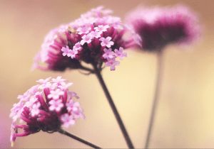 Screen Shot 2014-12-28 at 3.28.54 AM