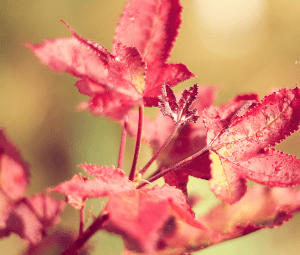 Screen Shot 2014-12-28 at 3.29.52 AM