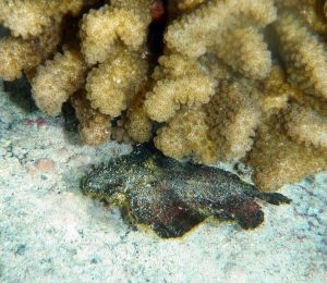 6a0105371bb32c970b01b7c722e857970b-750wi