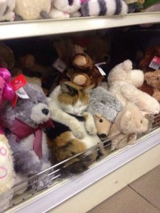 daily_picdump_1671_640_96