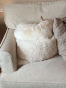 daily_picdump_1693_640_102