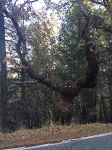 funny-tree-scary-eyes-arms