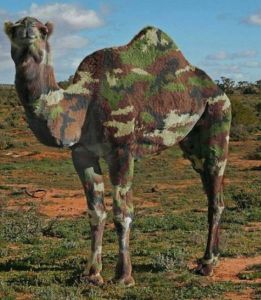 funny_picdump_742_640_10