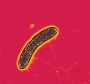 geobacter-metallireducens