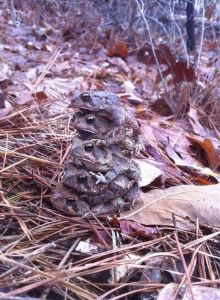 morning_picdump_596_640_38