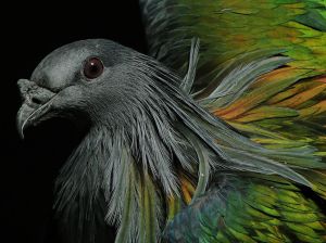 nicobar-pigeon-central-park_87489_990x742