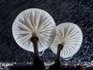 oudemansiella-mucida-mushroom-macro_86768_990x742