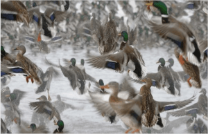 Screen Shot 2014-12-28 at 9.55.13 PM