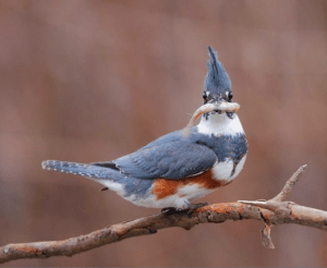 Screen Shot 2014-12-28 at 9.58.08 PM