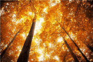 Screen Shot 2014-12-30 at 4.11.15 PM