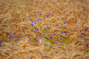 Screen Shot 2015-01-09 at 10.50.18 PM