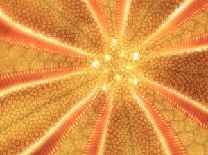 seashell-yellow-macro-abstract_86771_990x742 copy