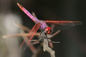 1024px-Trithemis_annulata