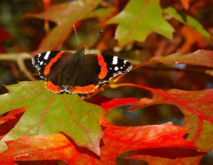 6a0105371bb32c970b01bb0818c9b3970d-750wi-1