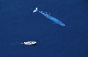 Blue Whale (Balaenoptera musculus) with research boat. Aerial view. Sea of Cortez (Gulf of California), Baja California, Mexico (Pacific coast). Endangered species. Research boat 22 feet long
