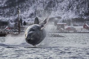 daily_picdump_1669_640_60