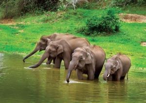 Elephants-drinking-water-at-Bandipur