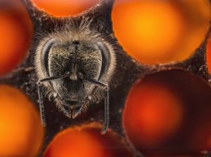 honeybee-cell-varma_89664_990x742