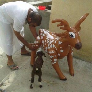 morning_picdump_709_640_31